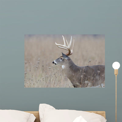 Whitetail Deer Buck Foggy Wall Decal shown on a wall