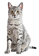 Spotted Egyptian Mau Cat Wall Decal