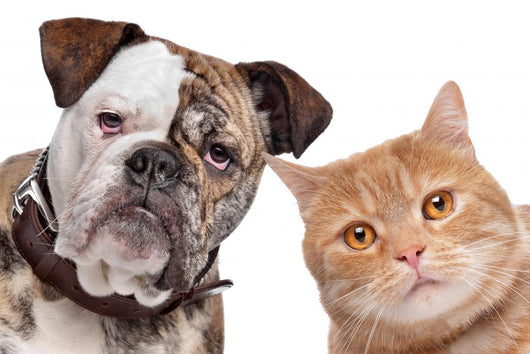 Bulldog And Tabby Cat Wall Decal