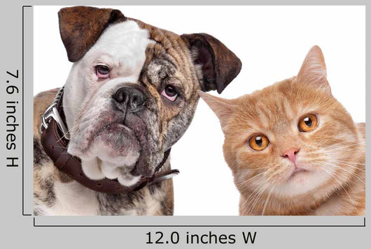 Bulldog And Tabby Cat Wall Decal