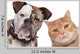 Bulldog And Tabby Cat Wall Decal