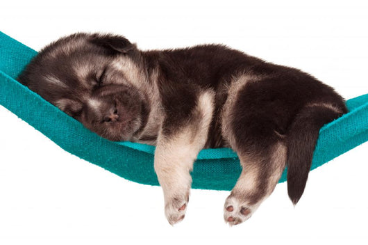 Cute Puppy Wall Decal