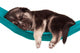 Cute Puppy Wall Decal