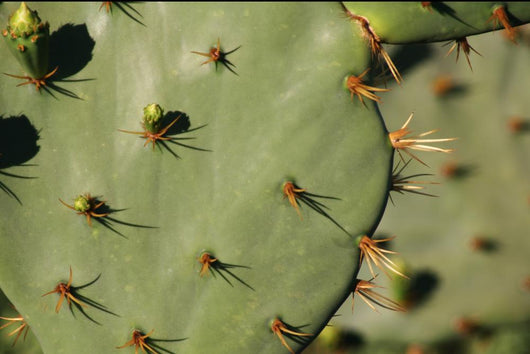Cacti Wall Decal