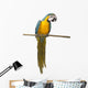 Perched Blue And Gold Macaw Wall Decal