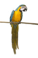 Perched Blue And Gold Macaw Wall Decal