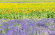 Lavender And Sunflower Fields Wall Decal
