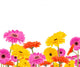 Colored Gerber Flowers White Wall Decal