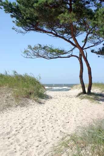 Sandy Path To Beach Wall Decal