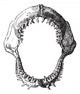 Shark Jaw Vintage Engraving Wall Decal