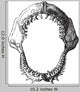 Shark Jaw Vintage Engraving Wall Decal