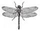 Fig 1 Dragonflies Vintage Wall Decal
