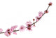 Pink Cherry Blossom White Wall Decal