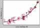 Pink Cherry Blossom White Wall Decal