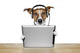 Dog With Headset And Tablet Wall Decal