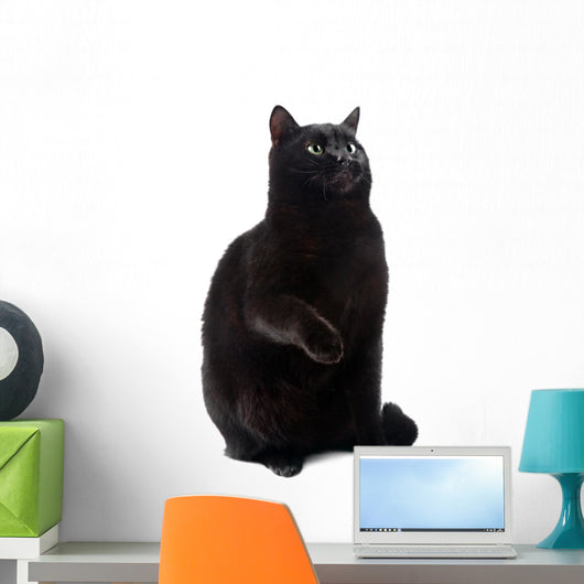 Sitting Black Cat Wall Decal