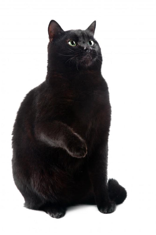 Sitting Black Cat Wall Decal