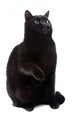 Sitting Black Cat Wall Decal