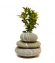 Leaves Tree And Pebbles Wall Decal
