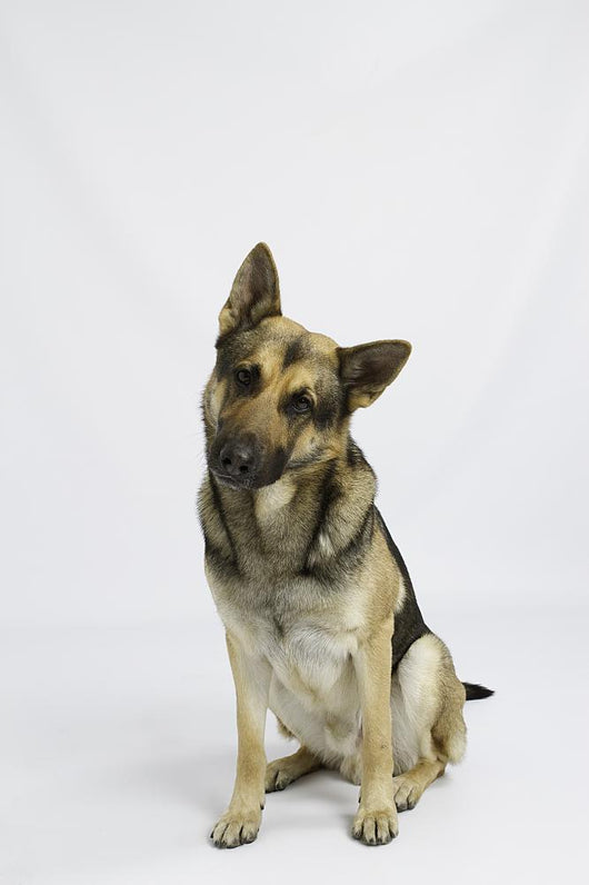 German Shepherd Wall Decal