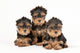 Three Yorkie Puppies Wall Decal
