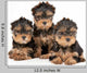 Three Yorkie Puppies Wall Decal