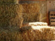 Hay Wall Decal