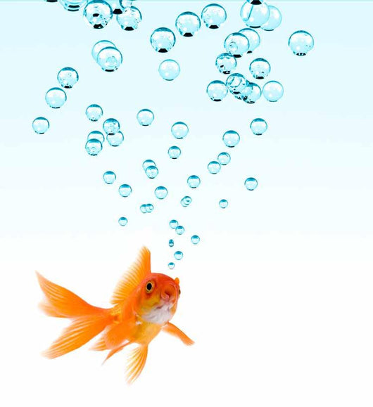 Goldfish and Bubbles Wall Decal