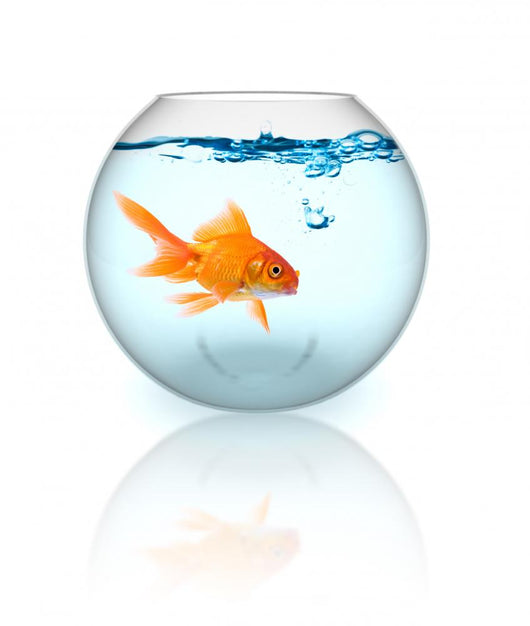 Goldfish Bowl With Bubbles Wall Decal