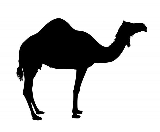 Vector Camel Wall Decal