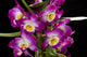 Dendrobium Nobile Wall Decal