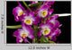 Dendrobium Nobile Wall Decal