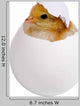 Chicken Shell Wall Decal