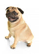 Pug Wall Decal