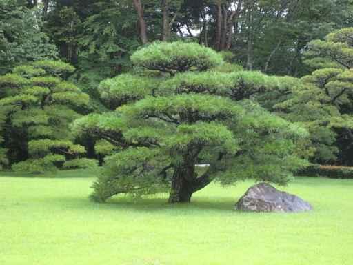 Japanese Garden Bonsai Tree Wall Decal