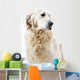 Golden Retriever Wall Decal