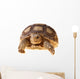 African Spurred Tortoise (sulcata) Wall Decal