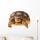 African Spurred Tortoise (sulcata) Wall Decal