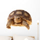 African Spurred Tortoise (sulcata) Wall Decal