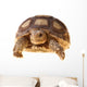 African Spurred Tortoise (sulcata) Wall Decal