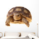 African Spurred Tortoise (sulcata) Wall Decal