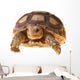 African Spurred Tortoise (sulcata) Wall Decal