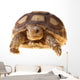 African Spurred Tortoise (sulcata) Wall Decal