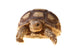 African Spurred Tortoise (sulcata) Wall Decal