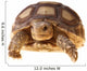 African Spurred Tortoise (sulcata) Wall Decal