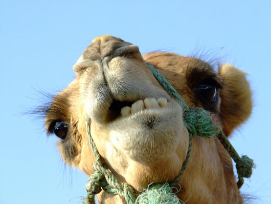 Tangier 95 Wall Decal