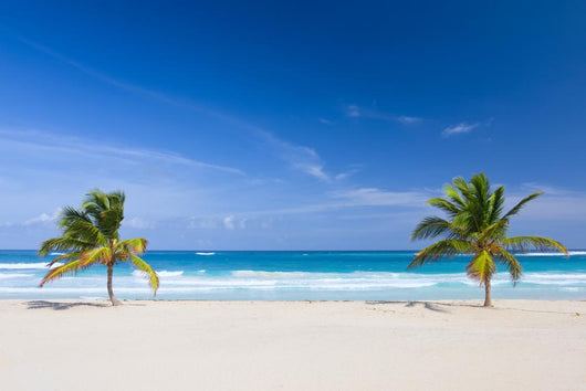 Two Palm Trees Tropical