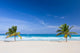 Two Palm Trees Tropical