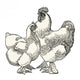 Hen and Rooster of Cochin Wall Decal