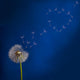 Dandelion and Flying Seeds Heart Shape Wall Mural